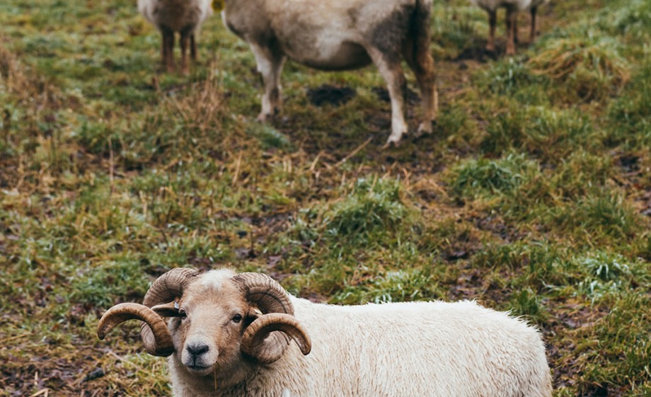 De portlandschapen in de hei 