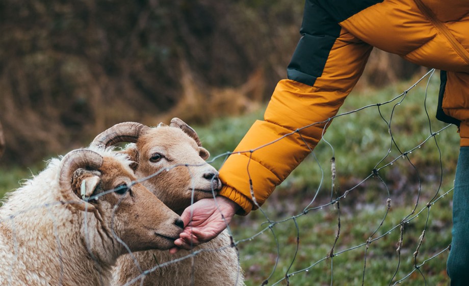 Anne met de portlandschapen