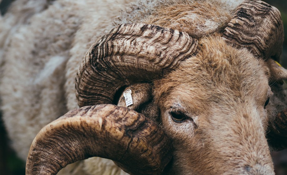 Een van de portlandschappen op de hei