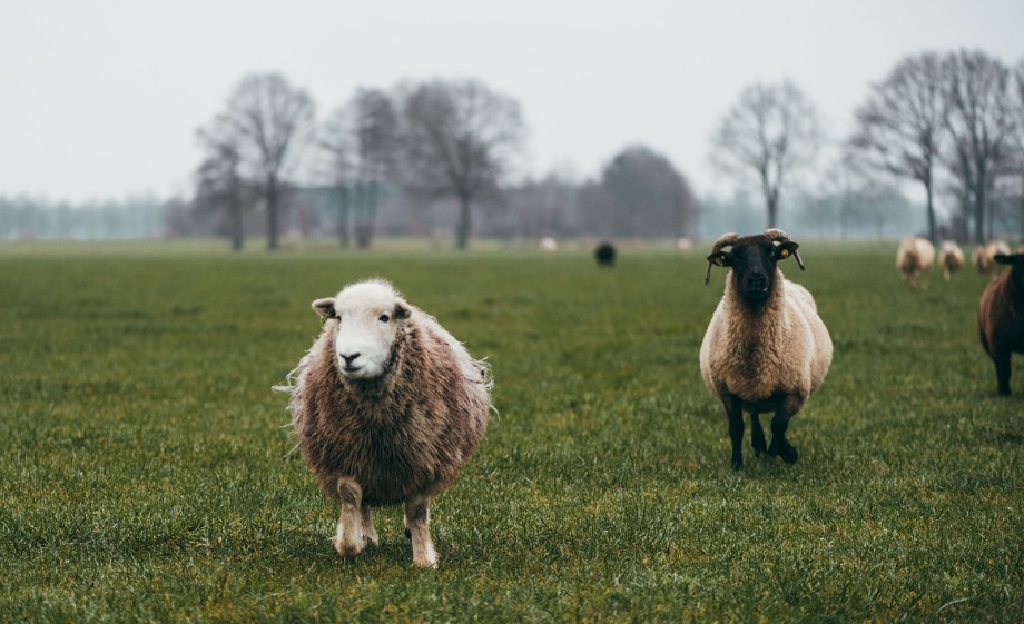 De Norfolk Horn Iona met Oliva, de oudste Herdwick van Anne en Johan 