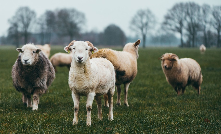 De oerschapen van Anne en Johan