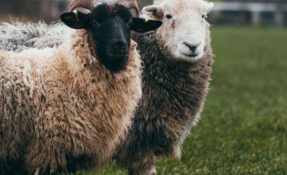 De Norfolk Horn Iona (links) samen met Oliva, de oudste Herdwick van Anne en Johan 