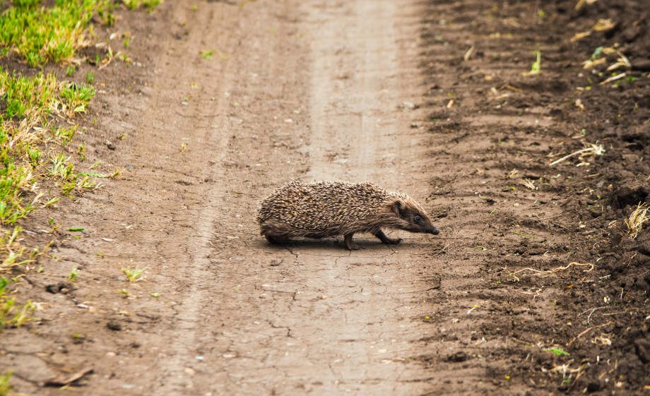 Door met je buurt meerdere gaten open te laten in de schutting help je de egels letterlijk vooruit | Foto: Pexels