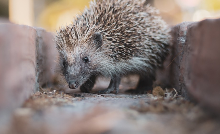Egels kunnen met meerdere openingen in de schutting zo de hele buurt door | Foto: Pexels