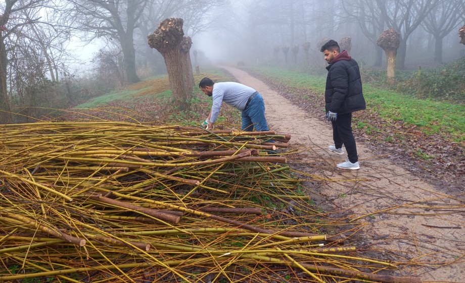 Wilgentenen verzamelen