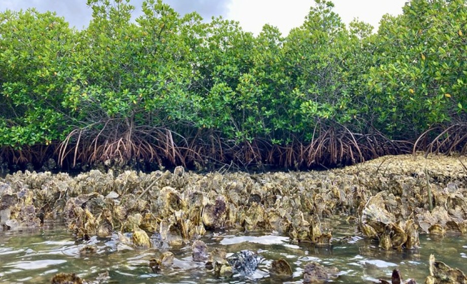 Herstel van de mangroves