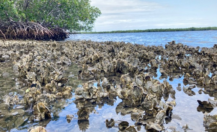 Herstel van de mangroves