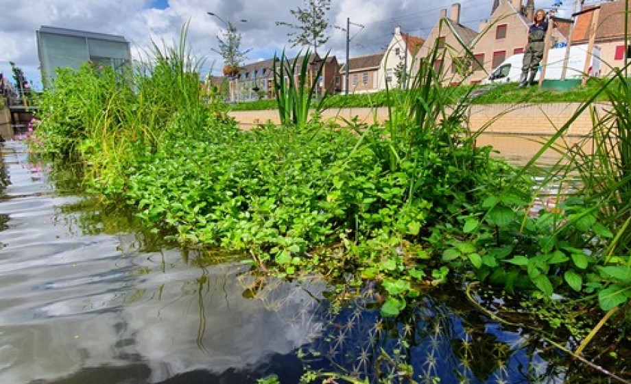 Natuurherstel in Nederland