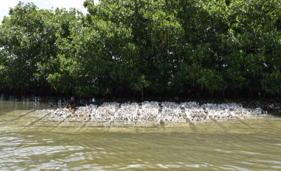 Herstel van de mangroves