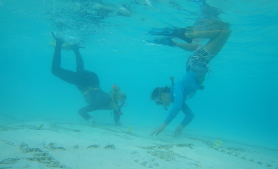 Herstel van het koraal