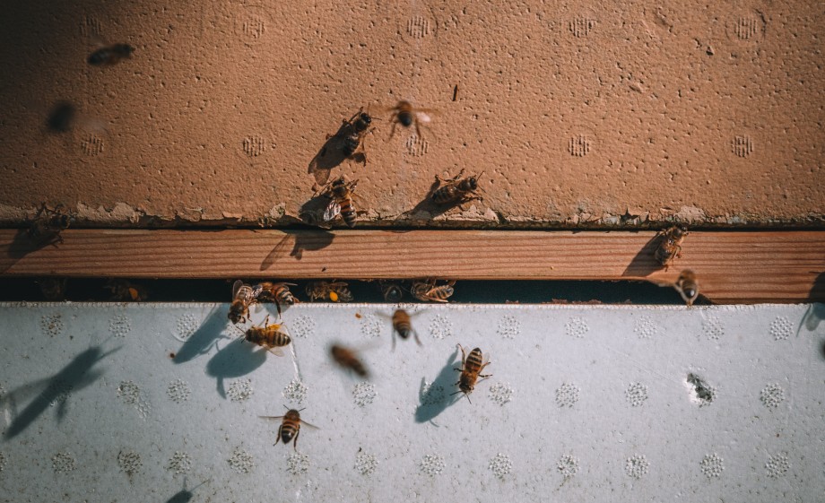 Op NoordOogst zoemen ook volop bijen rond | Foto: Sheena Schouwink