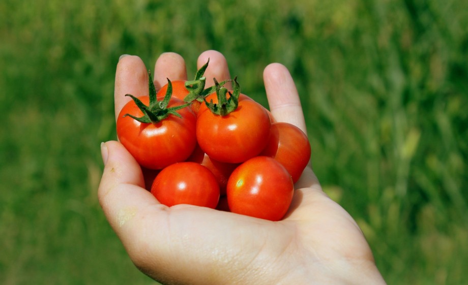 cherry tomaten 