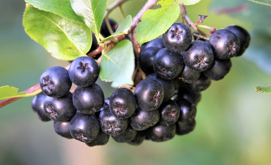 De appelbes is een van Anne's lievelings fruitsoorten | Foto: Pixabay