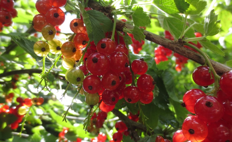 De friszure rode aalbes is een handige fruitsoort op stam | Foto: Pixabay