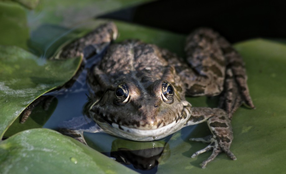 Padden trekken naar het water als het lente wordt | Bron: Pexels