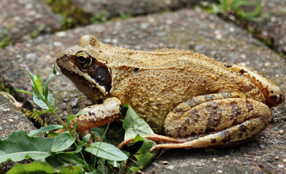 Pak de padden een voor een op als je ze verplaatst | Bron: Pexels