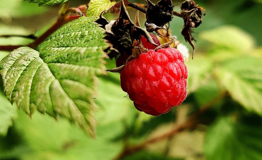 En tenslotte verrukkelijke herfstframbozen, een stuk gemakkelijker in de gebruik dan zomerframbozen volgens Anne en Martin| Foto: Unsplash
