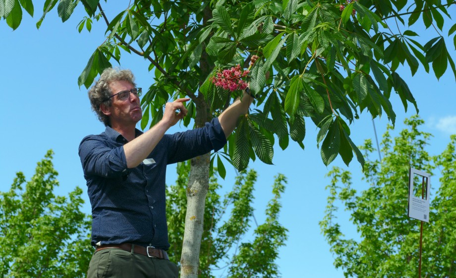 Jaap Smit bij de rode paardenkastanje - Aesculus carnea Theo Janson -
