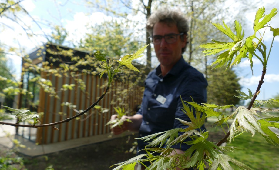 Jaap Smit bij zijn favoriete boom Acer saccharinum 'Born's Gracious' - Esdoorn -