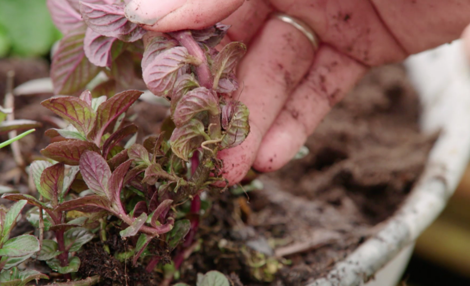 Het takje van de munt schiet wortel