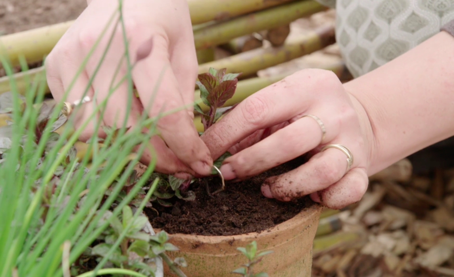 Zet het takje vast in de nieuwe aarde van het kleinere potje met een paperclip
