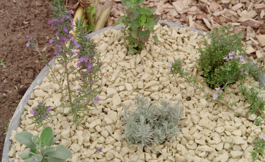 Mediterrane kruiden zoals kerriekruid, kruipende rozemarijn en salie doen het goed op een armere grond | Foto: still uit de uitzending
