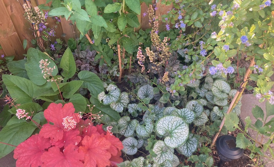 Het blijft genieten in de opknaptuin in Amsterdam