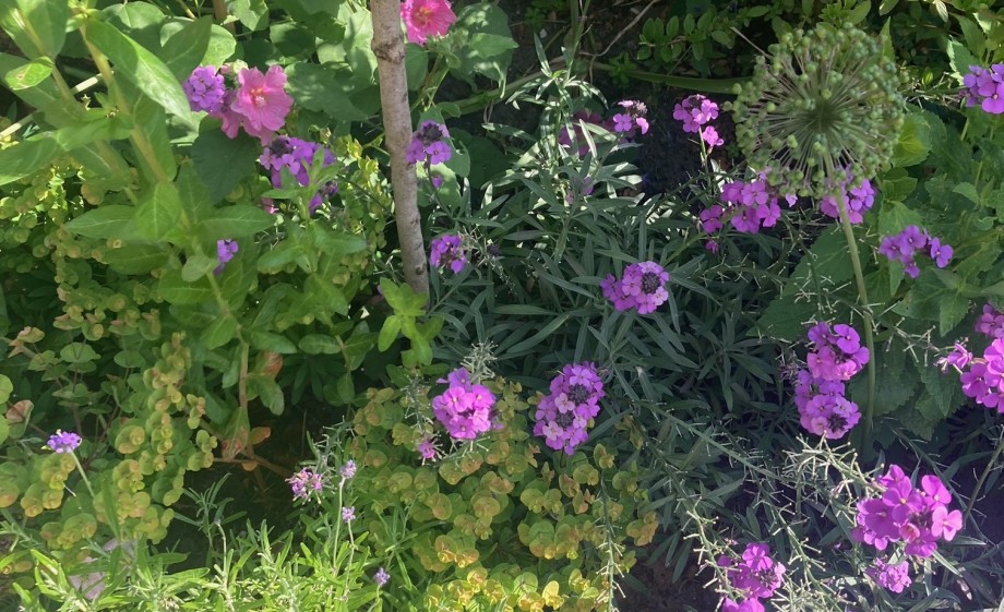 Het blijft genieten in de opknaptuin in Amsterdam