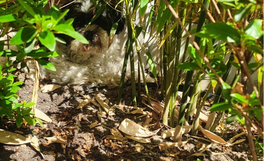 De tuin voelt als vakantie voor Jet en Janneke