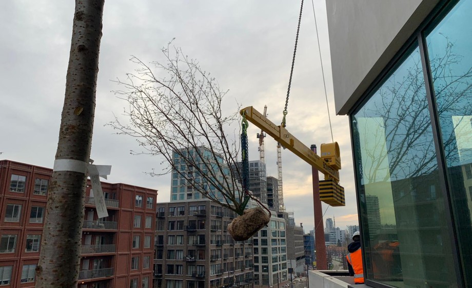De bomen zijn stuk voor stuk omhoog gehesen tot de 18e verdieping