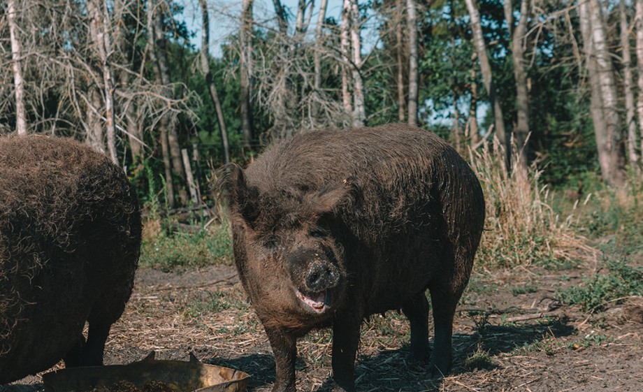 Een van de mangalitza varkens