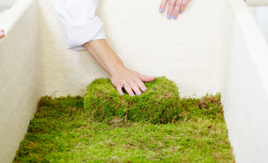 Een bed van mos in de doodskist van mycelium 