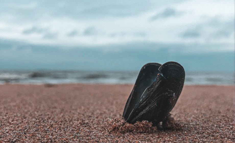 Mossel op het strand