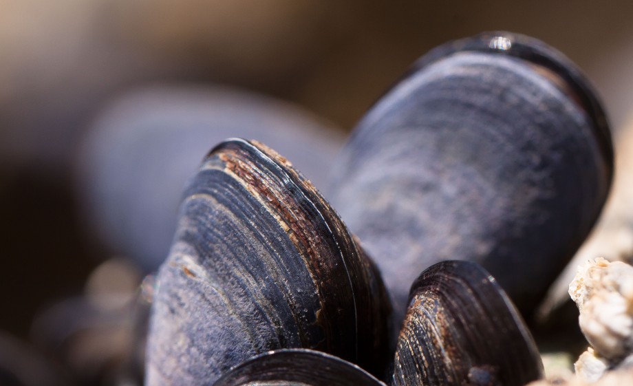 Rauwe mosselen
