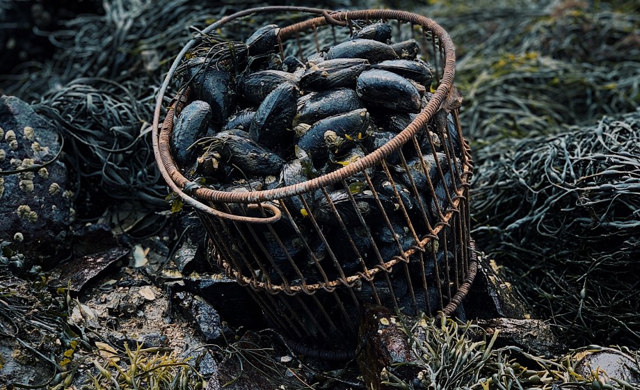 Rauwe mosselen vissen