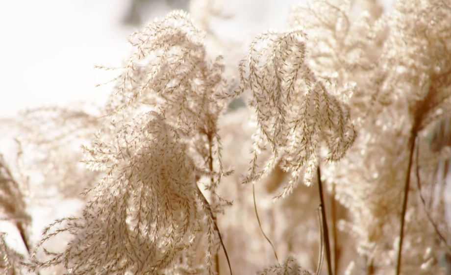 Maak zelf een kerstkrans met natuurlijke materialen | Still uit de uitzending