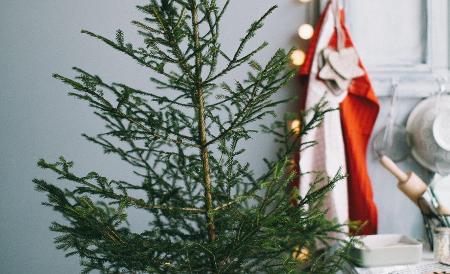 Kerstbomen inzamelen | Foto: Pexels