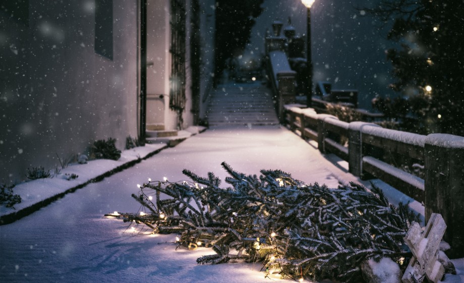 Kerstbomen inzamelen | Foto: Pexels