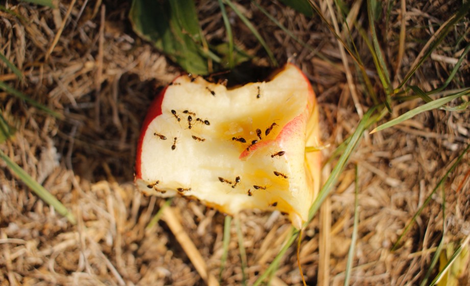 5x tips tegen mieren | Foto: Pexels