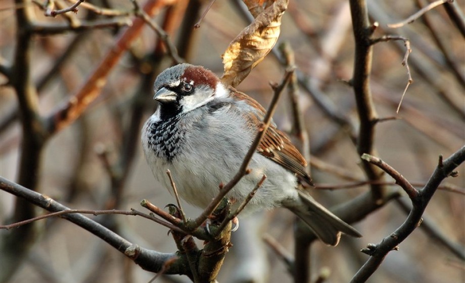 Huismus / Vogelbescherming-Ruud van Beusekom