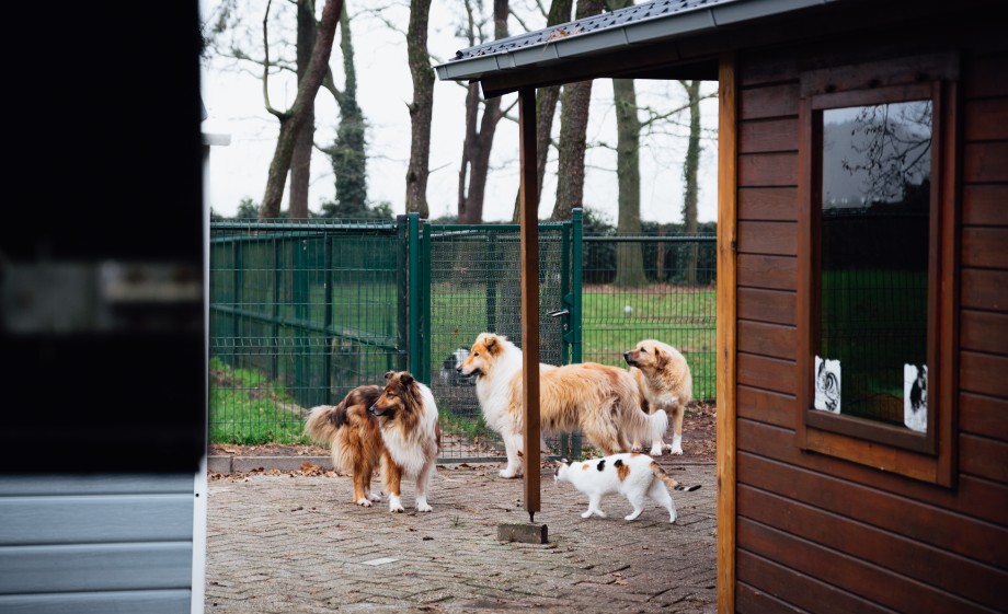 Honden en kat buiten 