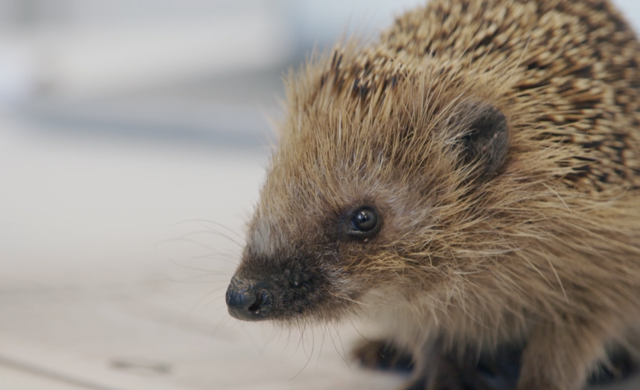 Egel Jorrit, tijdens zijn verblijf bij Stichting Snorhaar in Utrecht