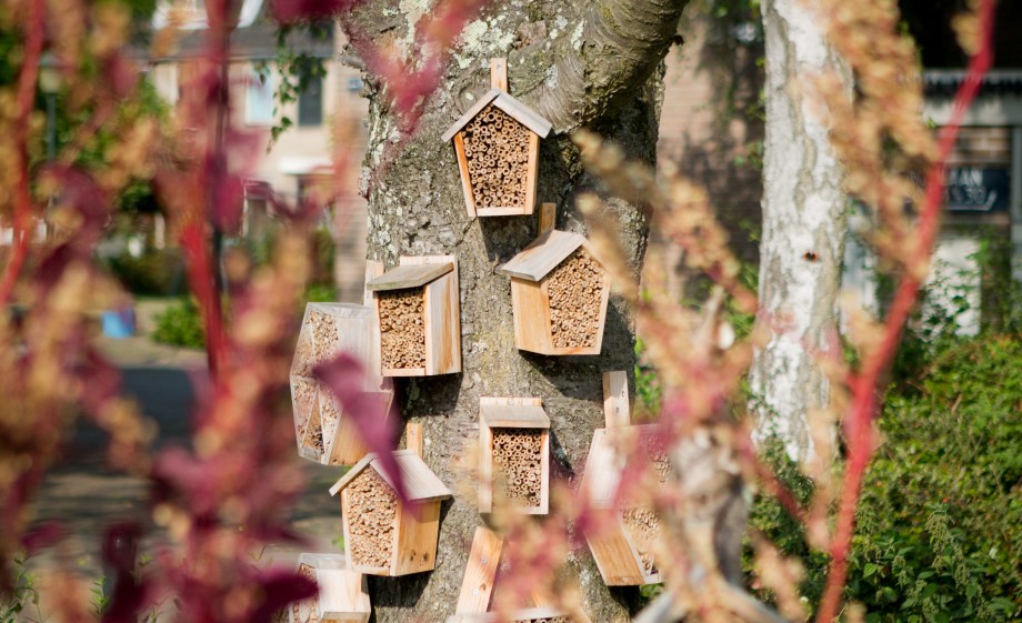 Insectenhotel in wilde tuin vol bloemen | Foto: Roos Eijmers