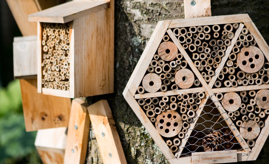 Insectenhotel in wilde tuin vol bloemen | Foto: Roos Eijmers