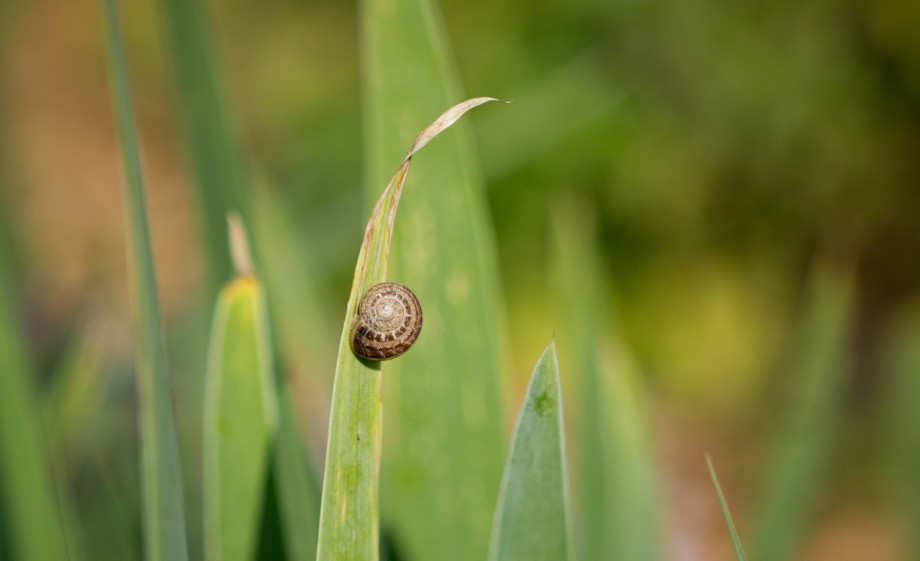 Slak in wilde tuin vol bloemen | Foto: Roos Eijmers