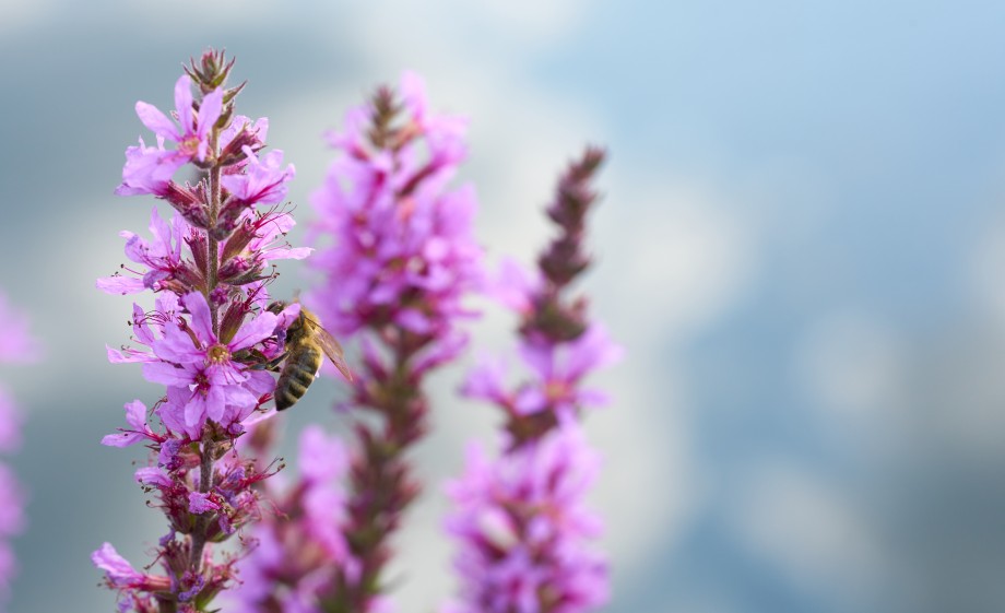 Grote Kattenstaart (inheems) | Foto: Adobe Stock