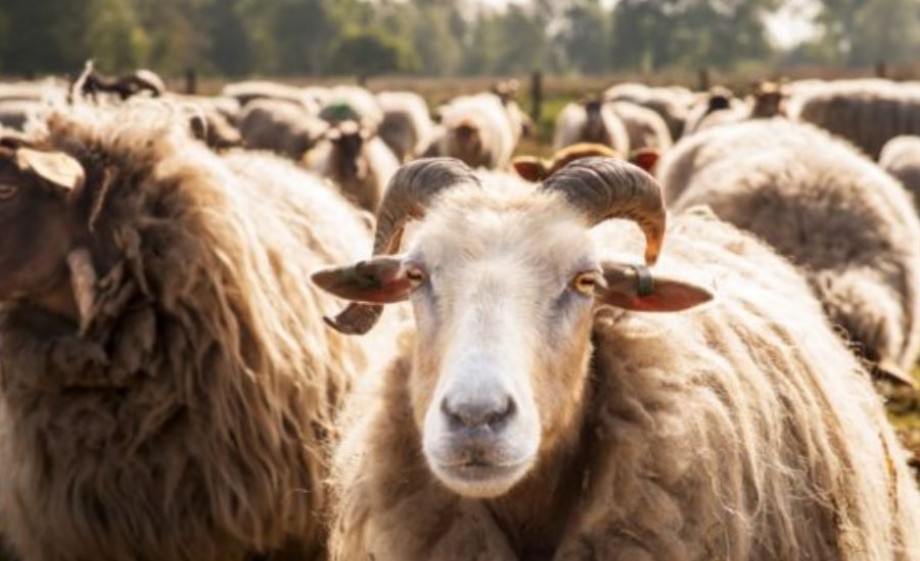 Schaap