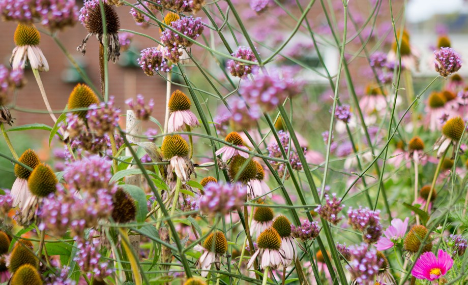 Wilde tuin vol bloemen | Foto: Roos Eijmers