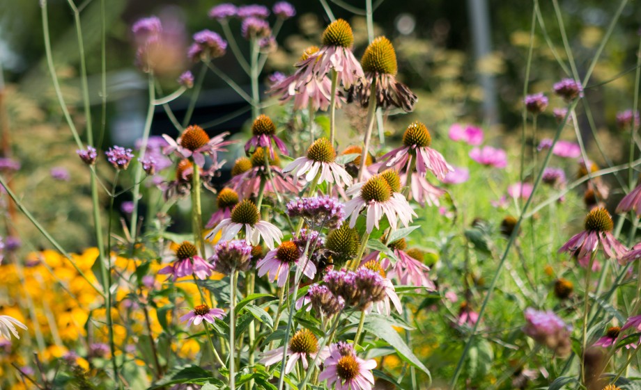 Wilde tuin vol bloemen | Foto: Roos Eijmers