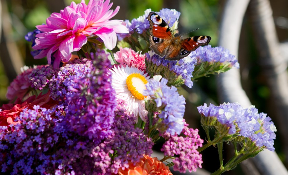 Wilde tuin vol bloemen | Foto: Roos Eijmers